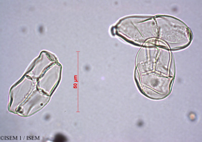 Apocynum corniculatum - lame n° 27986